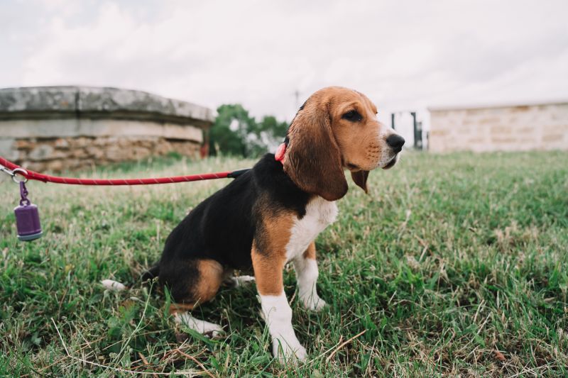 beagle adopteren