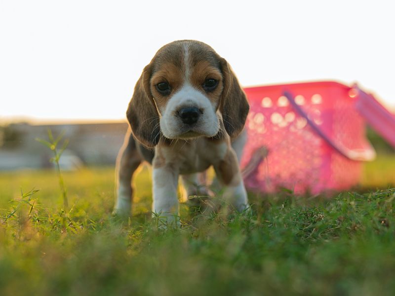 beagle pup is goed met andere dieren volgens universiteit utrecht