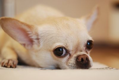 kleine honden optimale ondersteuning kussen gewrichten hond optimale drukontlasting informatieve artikelen vereiste velden