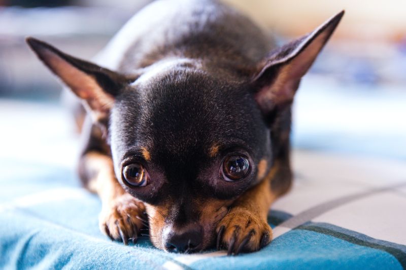 De Charmante Zwarte Chihuahua: Een Compagnon Met Karakter

