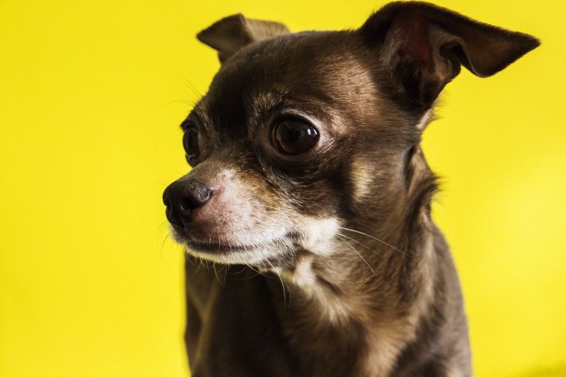 Een Muilkorf Chihuahua: Noodzakelijk of Niet?
