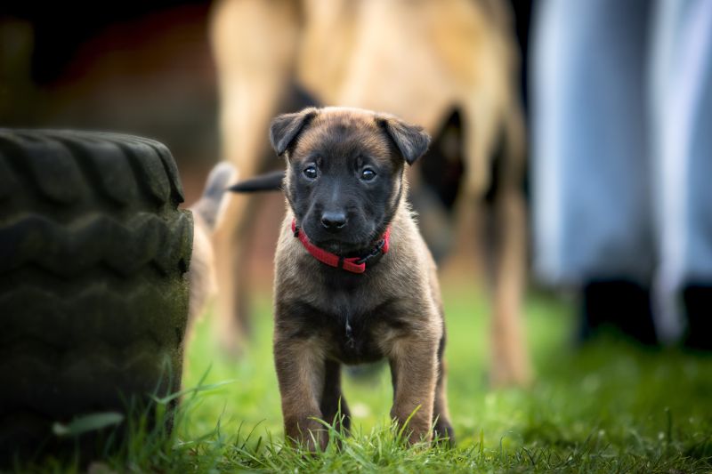 De Duitse Herder Pup: Een Gids voor Potentiële Eigenaren
