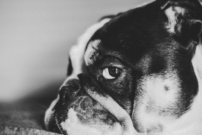 Kan ik een Franse Bulldog alleen thuis laten? Check Nu! Hondop1