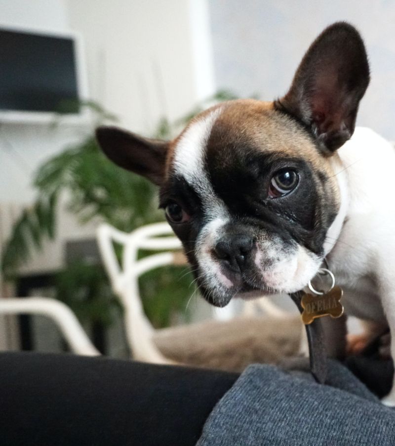 De Mini Franse Bulldog: Klein maar Krachtig
