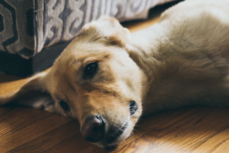 De Labrador Rottweiler Kruising: Een Unieke Mix van Loyaliteit en Intelligentie
