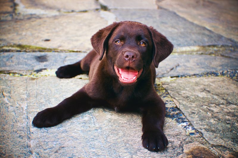 hondenfietskar Labrador
