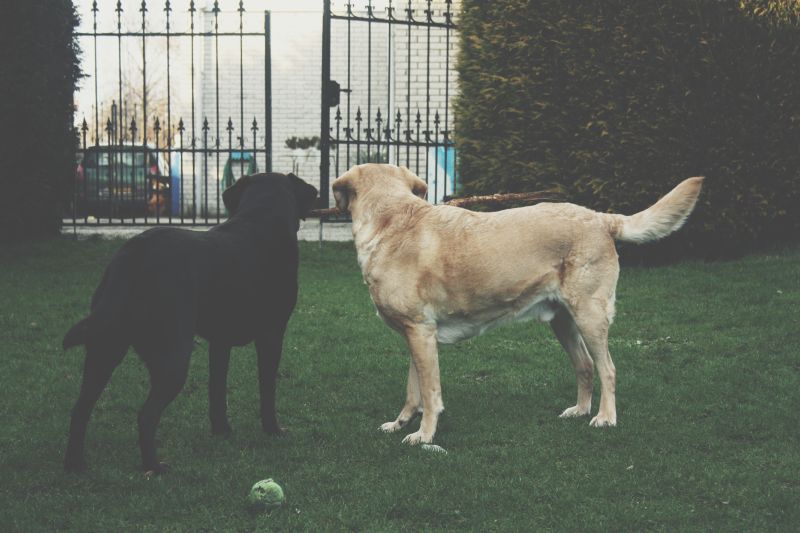 Schofthoogte Labrador Retriever: Wat U Moet Weten
