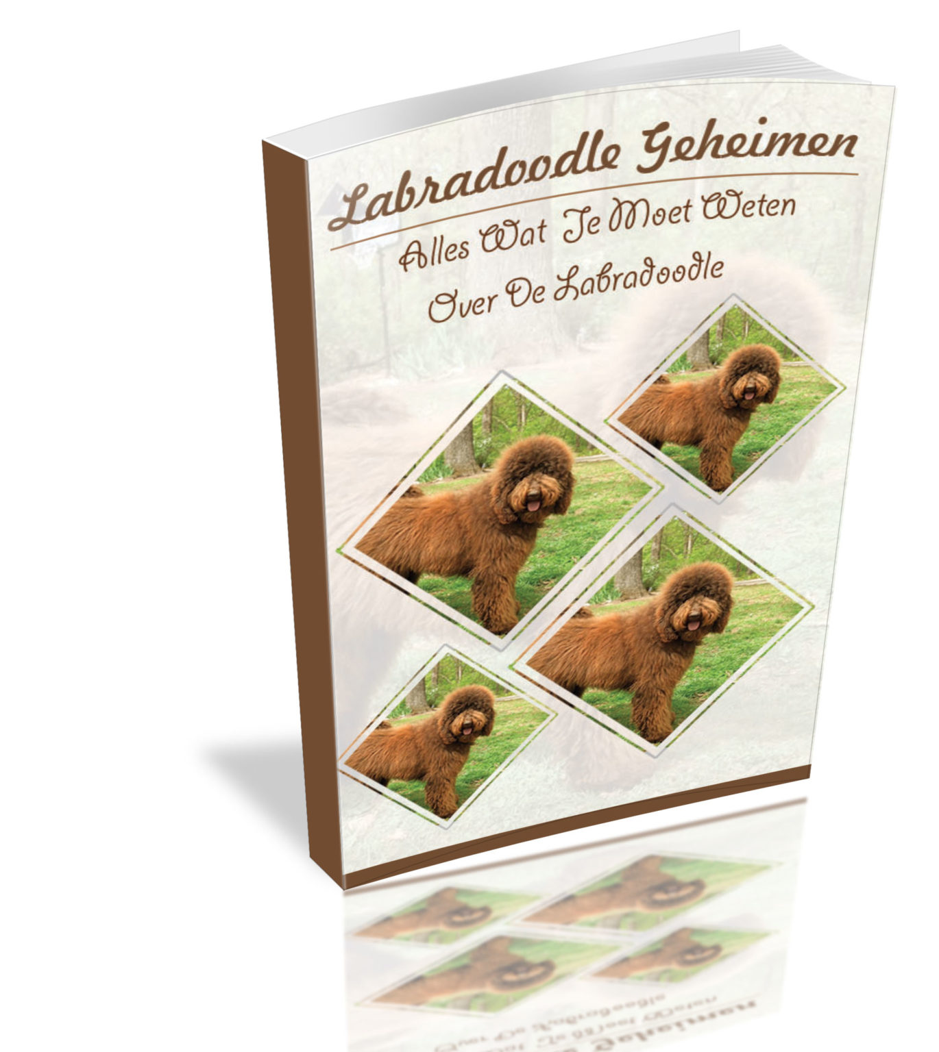 Maten Labradoodle Ontdek de verschillende Labradoodle maten HIER! | Hondop1