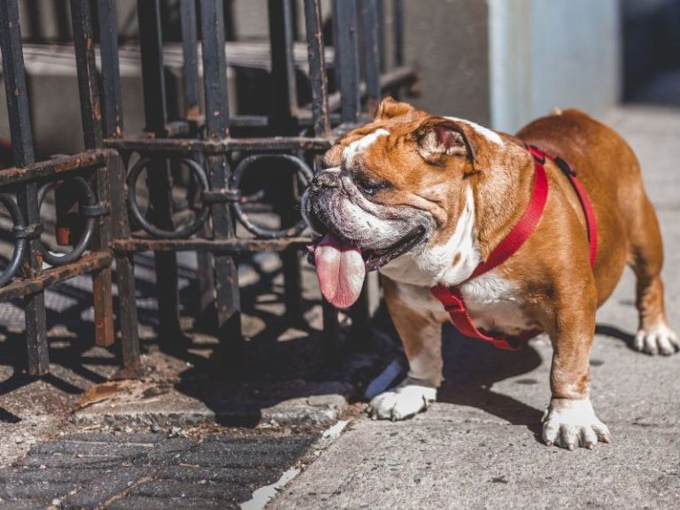 Hoe kies je de Engelse Bulldog Fokker? Bekijk de tips Hondop1