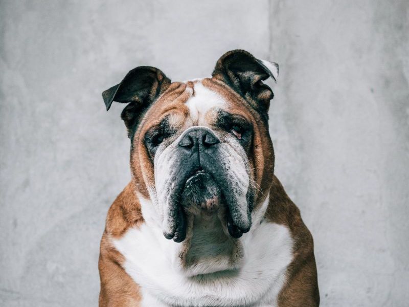 De Blauwe Engelse Bulldog: Een Zeldzame en Unieke Variant
