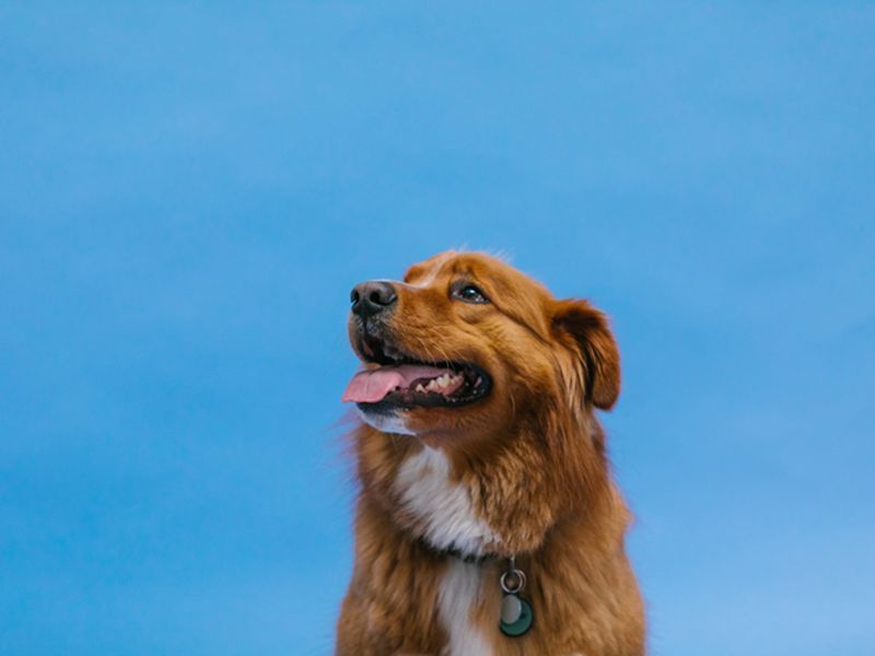 royal canin 15 kg geperste brok iedere hond border collie kleinere honden essentiële bouwstoffen