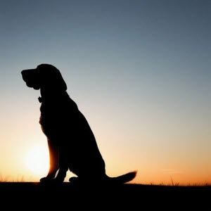 hondenhalsband en hondenriem voor middelgrote honden julius k9