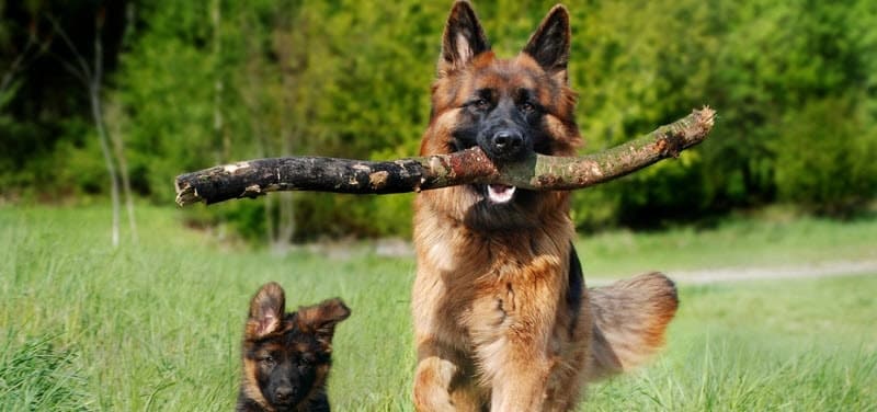 kledingessentials voor jouw hond